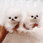 Puppies.AE | Maltese Puppies for Sale