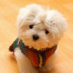 Puppies.AE | Maltese Puppies for Sale