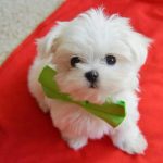 maltese-puppies-dubai