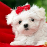 maltese-puppies-dubai