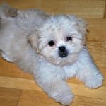 maltese-puppies-dubai