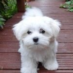 maltese-puppies-dubai