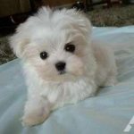 maltese-puppies-dubai