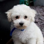 maltese-puppies-uae