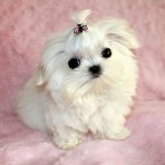 maltese-puppies-uae