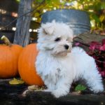 maltese-puppies